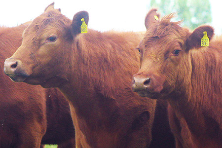 vaca